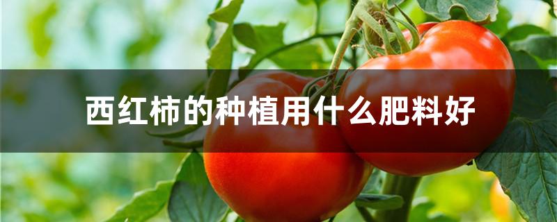 西红柿的种植用什么肥料好