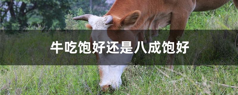牛吃饱好还是八成饱好