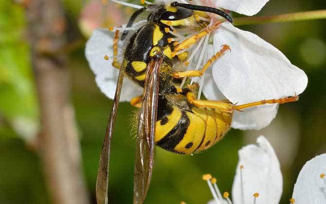 马蜂是不是国家保护动物