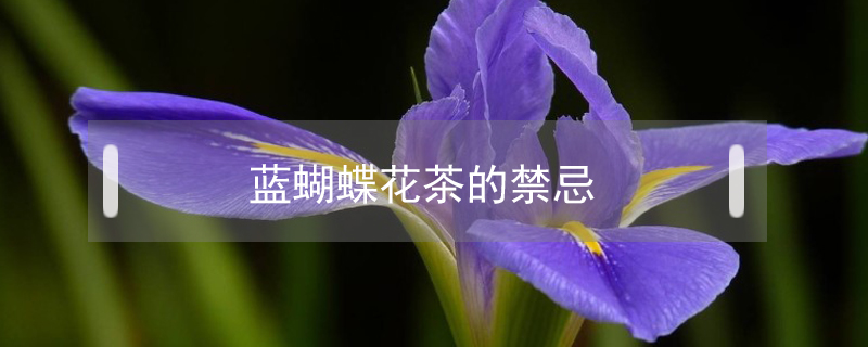 蓝蝴蝶花茶的禁忌