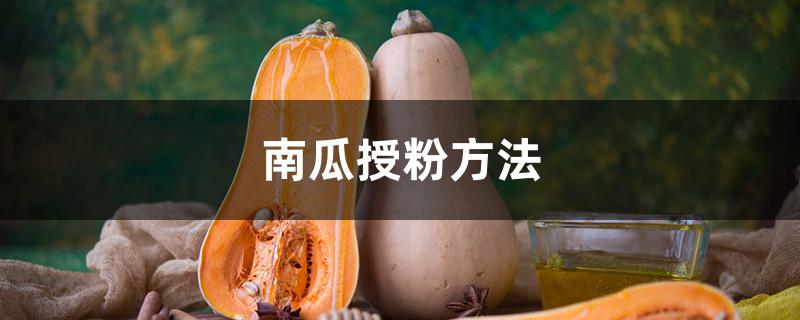 南瓜授粉方法