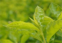 茶叶