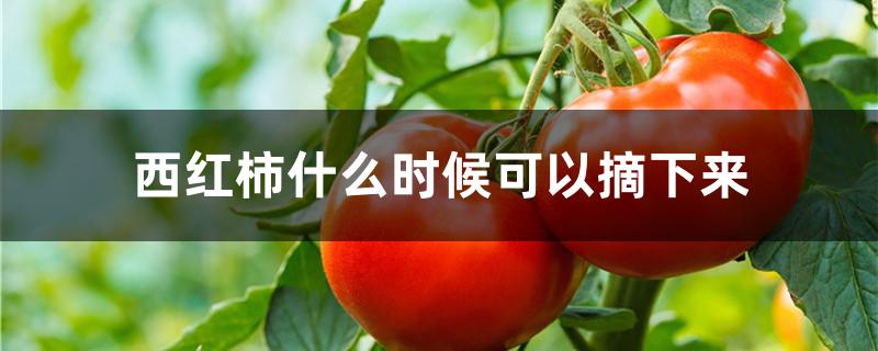 西红柿什么时候可以摘下来