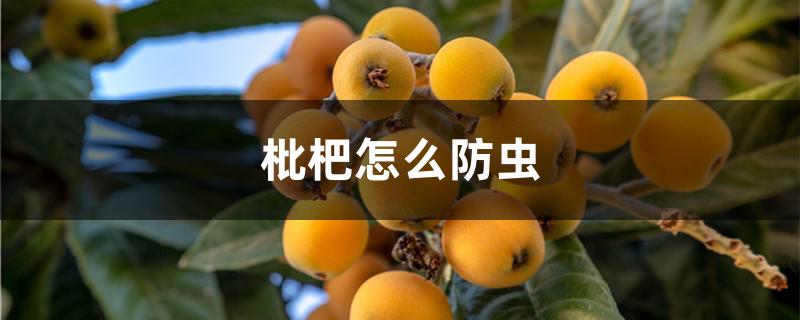 枇杷怎么防虫