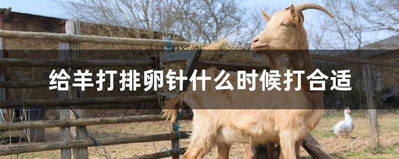 给羊打排卵针什么时候打合适