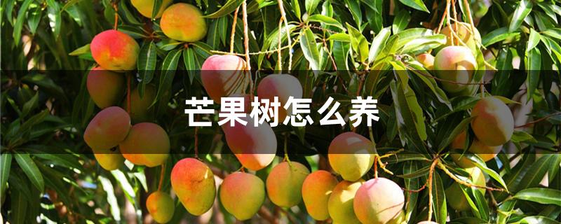 芒果树怎么养