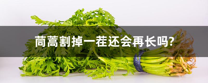 茼蒿割掉一茬还会再长吗?
