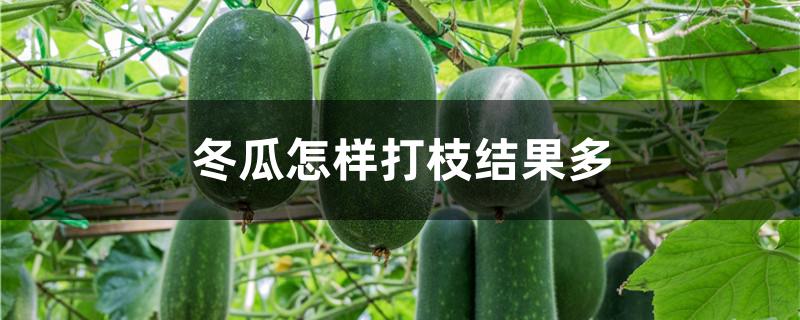 冬瓜怎样打枝结果多
