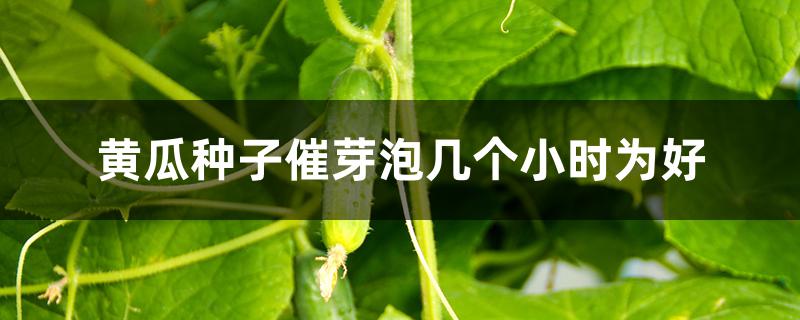 黄瓜种子催芽泡几个小时为好