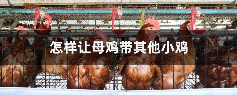 怎样让母鸡带其他小鸡