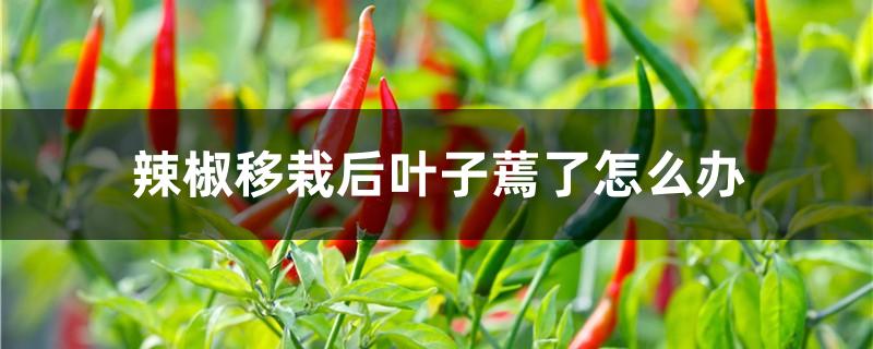 辣椒移栽后叶子蔫了怎么办