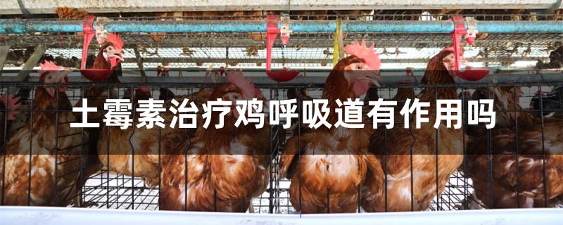 土霉素治疗鸡呼吸道有作用吗