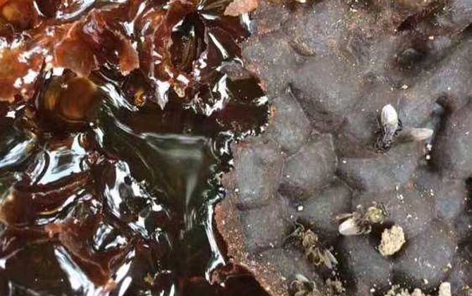 酸蜂蜜的药用价值有哪些