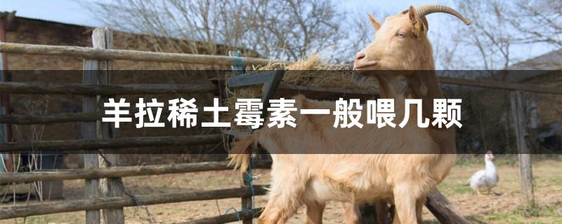 羊拉稀土霉素一般喂几颗