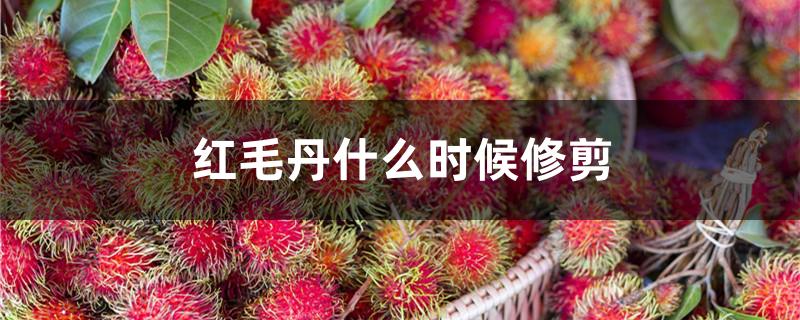 红毛丹什么时候修剪