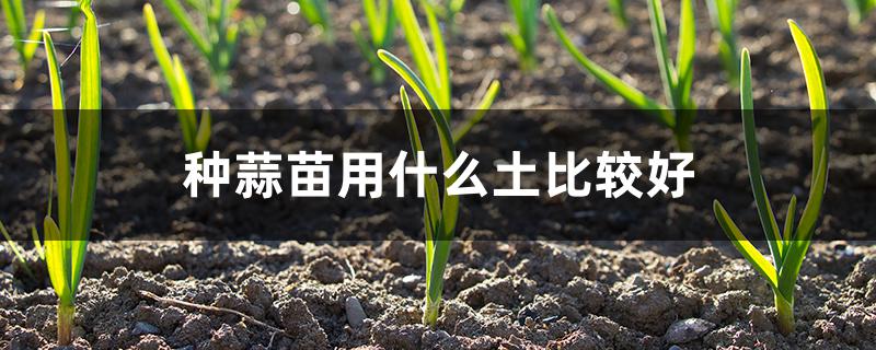 种蒜苗用什么土比较好
