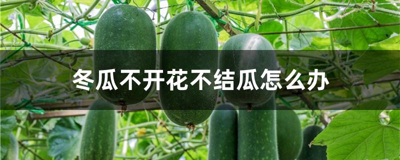冬瓜不开花不结瓜怎么办