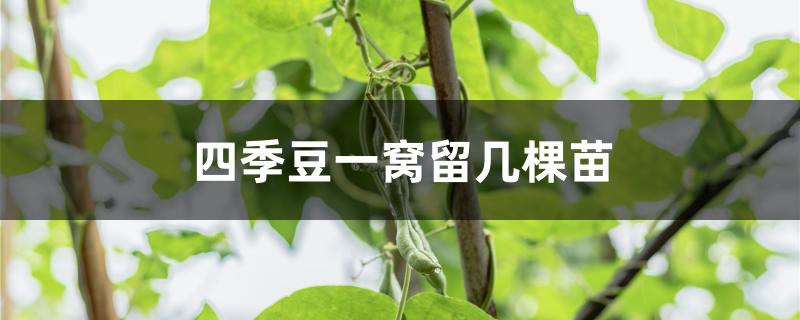 四季豆一窝留几棵苗