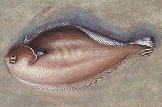 比目鱼和多宝鱼的区别 吃比目鱼的好处