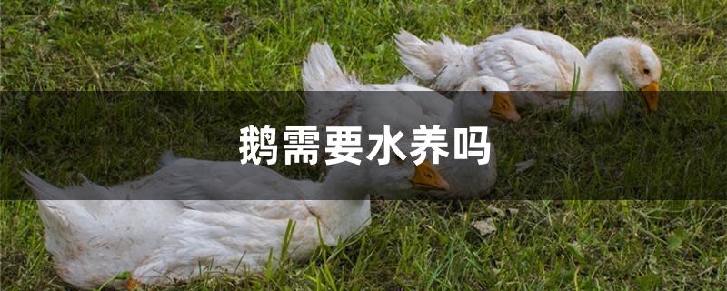 鹅需要水养吗