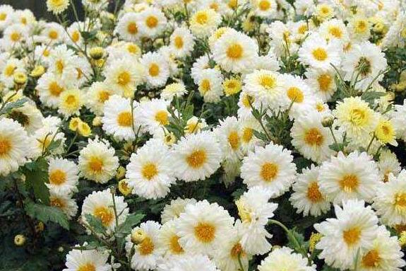 滁菊的功效与作用 滁菊的副作用