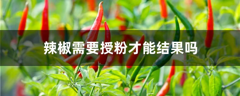 辣椒需要授粉才能结果吗