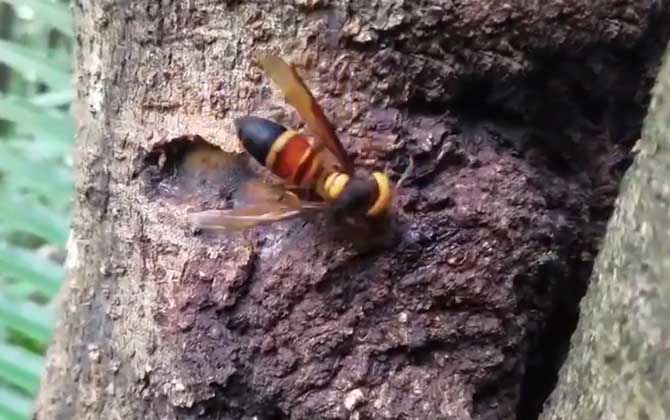 黑尾胡蜂几月份筑巢