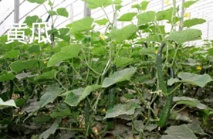 菜瓜和黄瓜的区别？