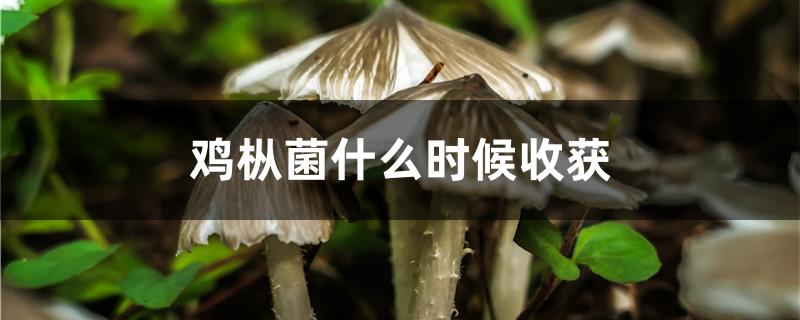 鸡枞菌什么时候收获
