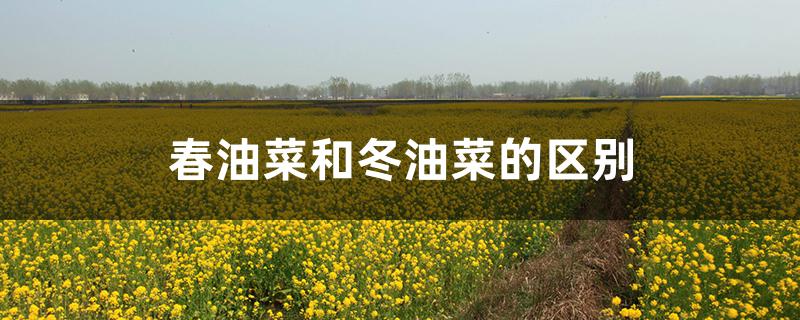 春油菜和冬油菜的区别