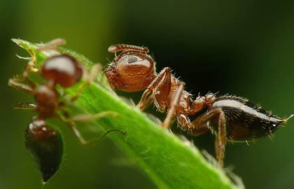 蚂蚁是不是昆虫？