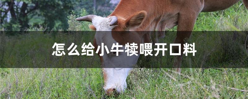 怎么给小牛犊喂开口料