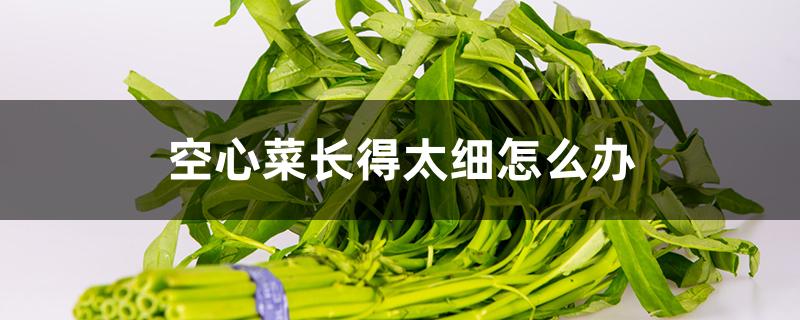 空心菜长得太细怎么办