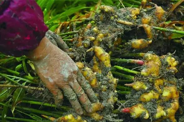 大黄姜和小黄姜的区别是什么