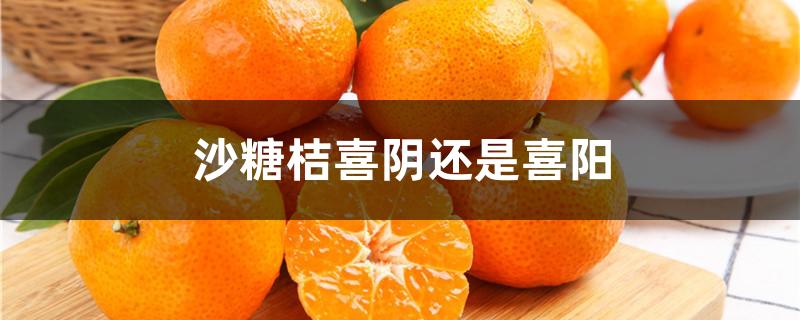 沙糖桔喜阴还是喜阳