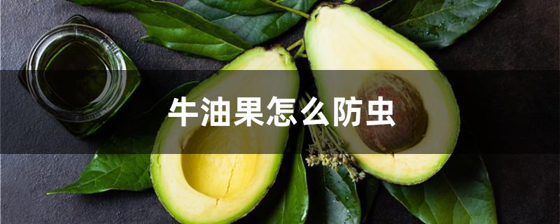 牛油果怎么防虫