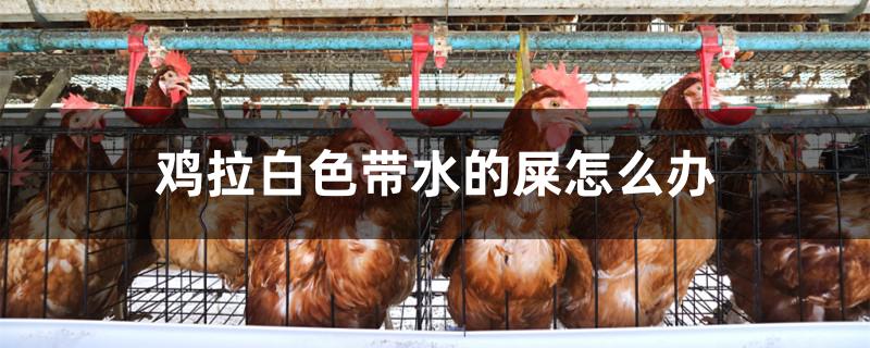 鸡拉白色带水的屎怎么办