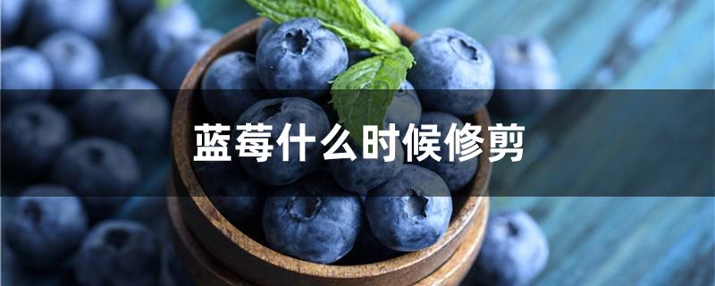 蓝莓什么时候修剪