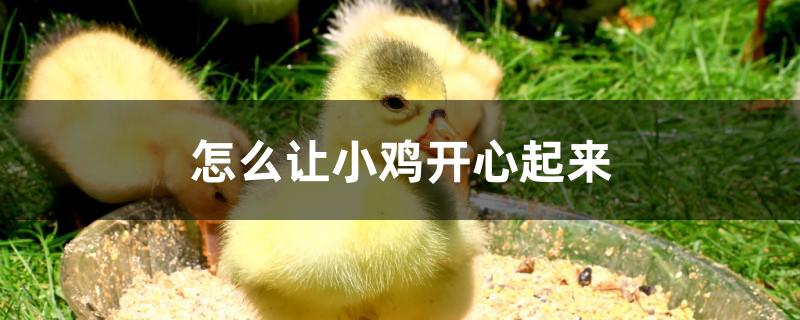 怎么让小鸡开心起来