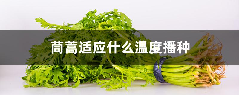 茼蒿适应什么温度播种