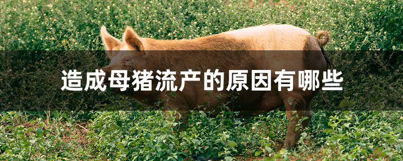 造成母猪流产的原因有哪些
