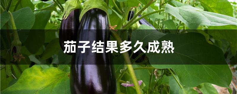 茄子结果多久成熟