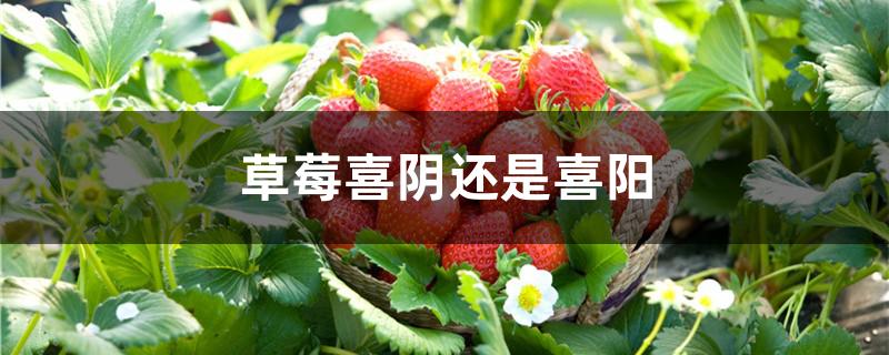 草莓喜阴还是喜阳