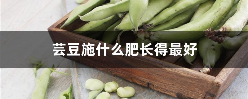 芸豆施什么肥长得最好