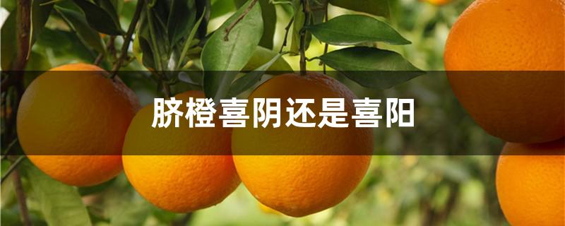 脐橙喜阴还是喜阳