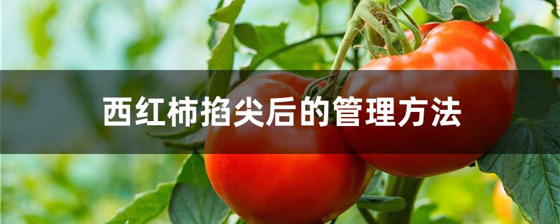 西红柿掐尖后的管理方法