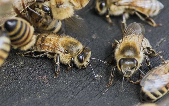 蜜蜂什么时候春繁注意事项