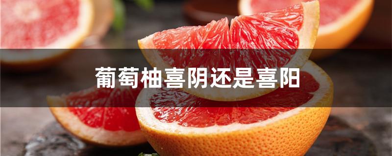 葡萄柚喜阴还是喜阳