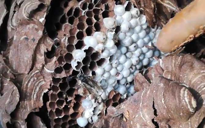 墨胸胡蜂会在老窝里冬眠吗