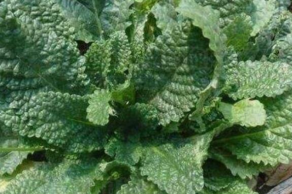 癞蛤蟆草的功效与作用 有什么禁忌吗